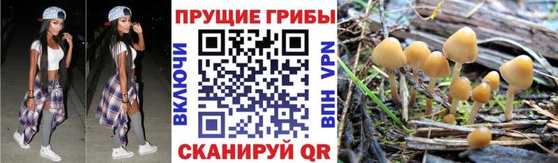 Галлюциногенные грибы Magic Shrooms  где продают   Нижнекамск 
